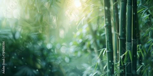 Tranquil Bamboo Forest with Sunlight, Nature Background photo