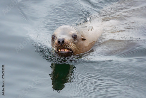 California Sea Lion Greets the Photographer in Puget Sound