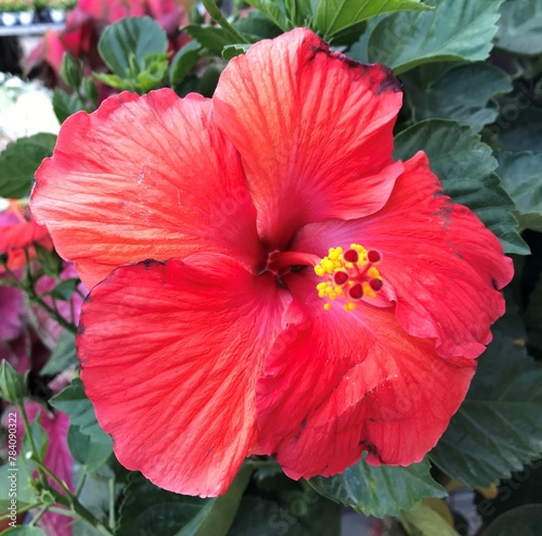 Red Hibiscus Flower 2