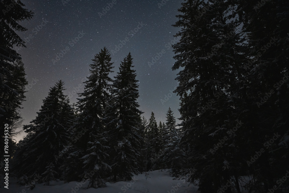 Fototapeta premium Night scene, nature of Estonia. Night snowy forest and starry sky.
