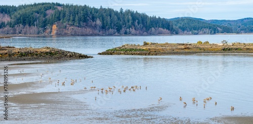 Panorama of Marbled Godwits Wintering at Tokeland Marina in Washington State