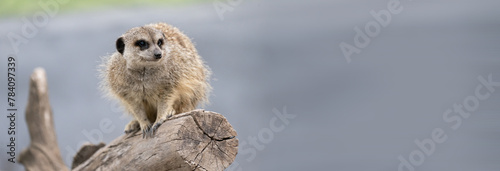 Meerkat on a tree branch, stock photo