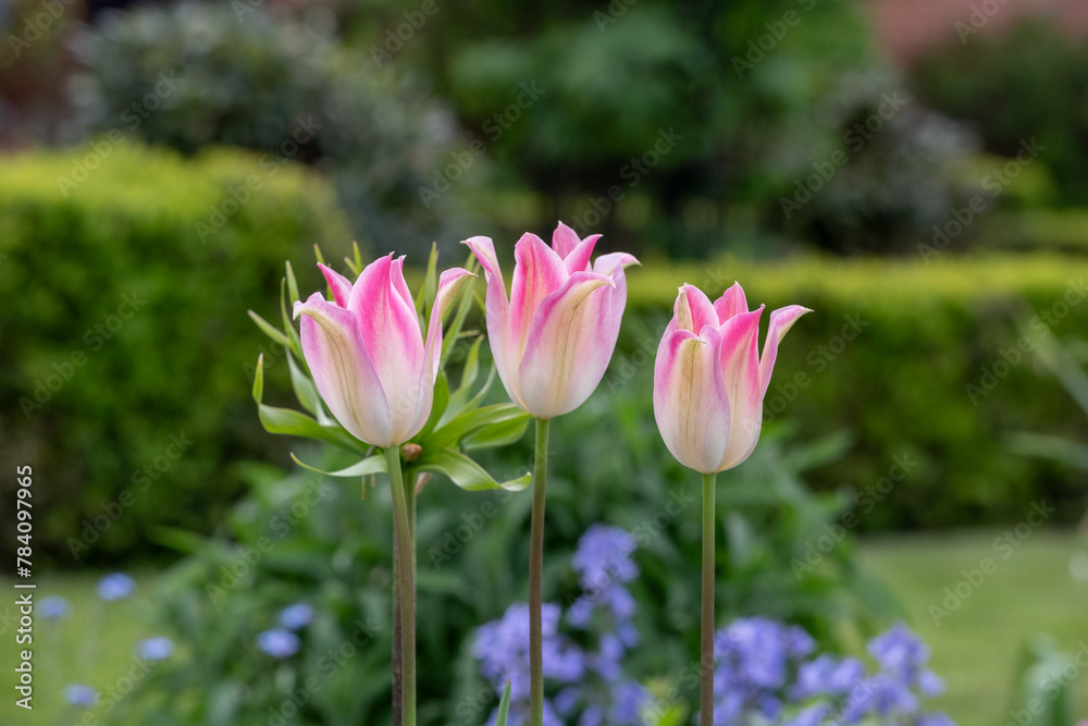 Colourful pink tulips amidst other spring flowers at Eastcote House Gardens, historic walled garden maintained by a community of volunteers in the London Borough of Hillingdon. Colourful pink tulips amidst other spring flowers at Eastcote House Gardens, historic walled garden maintained by a community of volunteers in the London Borough of Hillingdon.