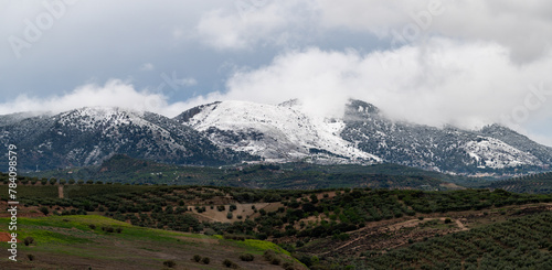 Landscape of olive tree cultivation with snow-capped mountains at sunset in Andalucia (Spain)