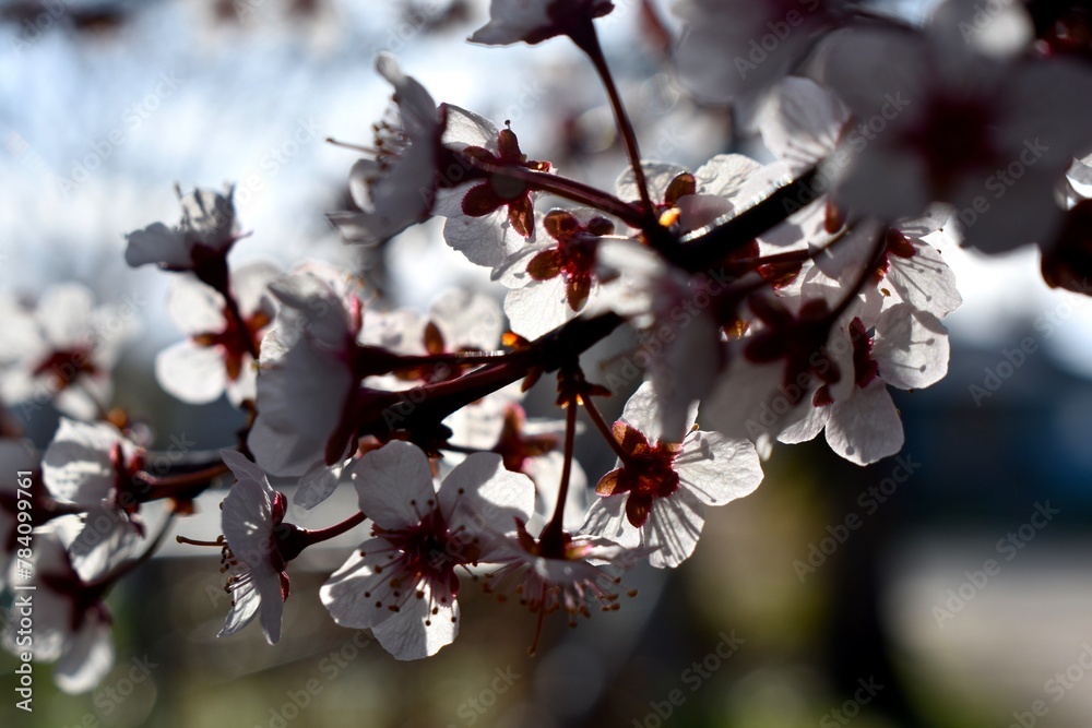 Blossoming Plum Tree in Springtime