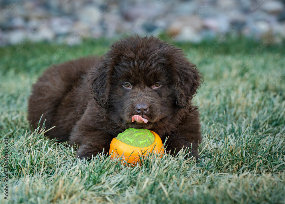 Fototapeta premium brown 8 week old newfoundland puppy with ball, tongue showing