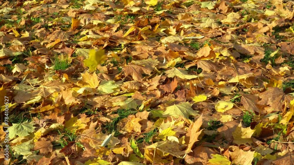 A ground in autumn covered with colourful maple leaves on a sunny day. The dry fallen leaves of the tree in a bright yellow to orange-brown shade cover the lawn. A ground in autumn covered with colourful maple leaves on a sunny day. The dry fallen leaves of the tree in a bright yellow to orange-brown shade cover the lawn.