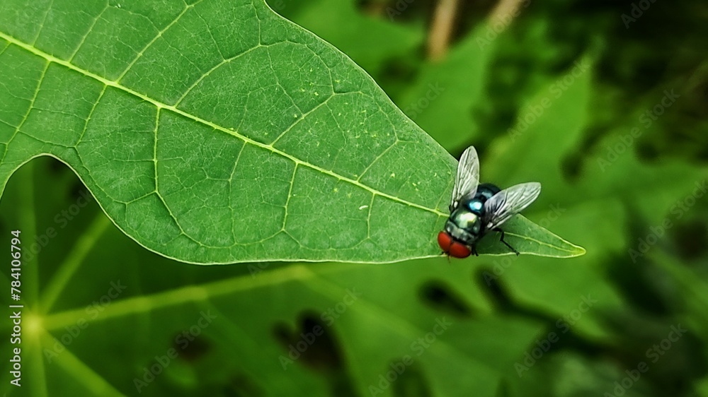 Small green fly or Chrysomya Megacephala perch on the papaya tree leaf Small green fly or Chrysomya Megacephala perch on the papaya tree leaf