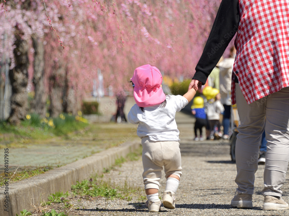Obraz premium 春・桜・園児の散歩