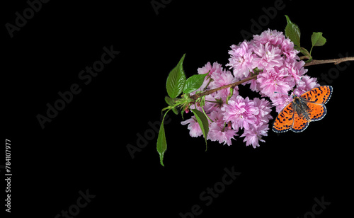 bright red butterfly on blooming branch of pink sakura isolated on black. cop...