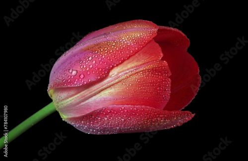 beautiful red tulip in water drops isolated on black