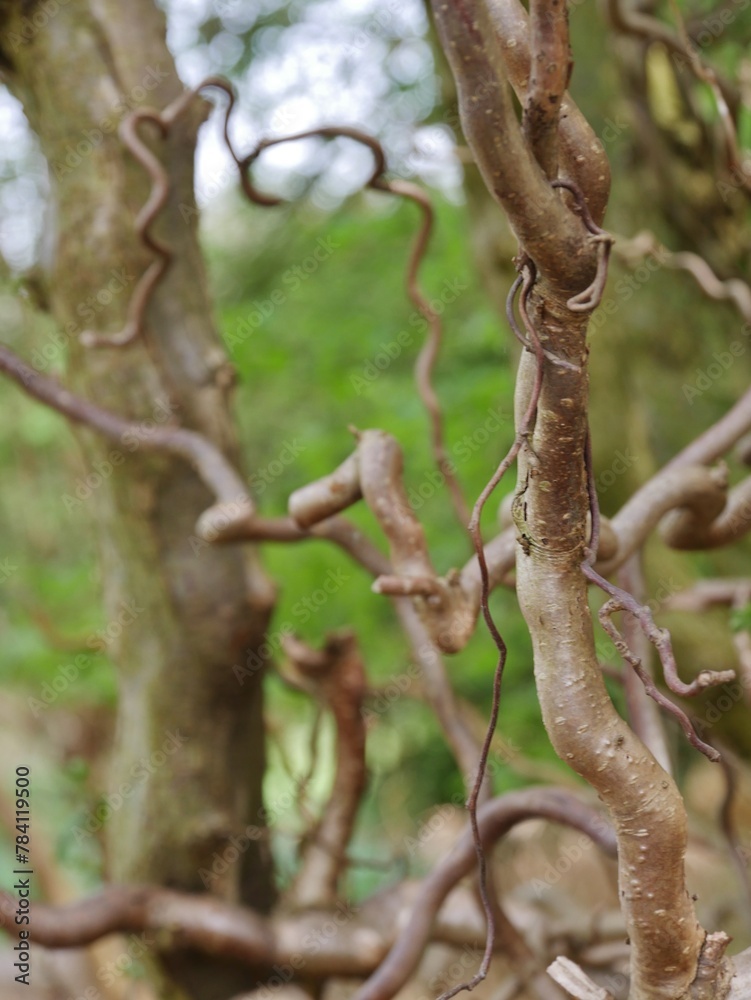 Korkenzieherhasel im botanischen Sondergarten Korkenzieherhasel im botanischen Sondergarten