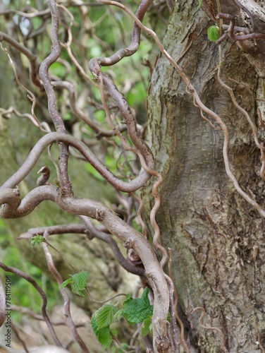 Korkenzieherhasel im botanischen Sondergarten