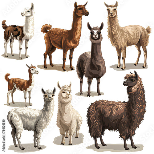 Clipart illustration featuring a various of llama on white background. Suitable for crafting and digital design projects. A-0003 