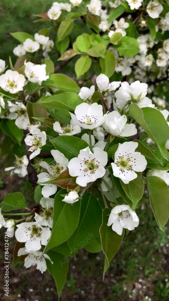 Branch with blooming flowers. White blooming flowers on the branches. Spring bloom. vertical video. Branch with blooming flowers. White blooming flowers on the branches. Spring bloom. vertical video.