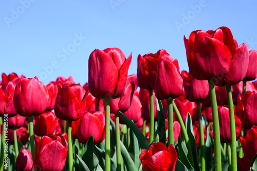 Closeup of red tulip flowers on green stalks in agricultural field under blue sky © IanDewarPhotography