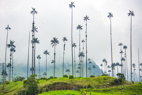 Tall wax palms in Cocora Valley, Quindío, Colombia with lush greenery