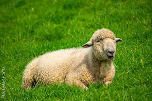 A sheep lounging on vibrant green grass in Valle del Cocora, Quindío, Colombia