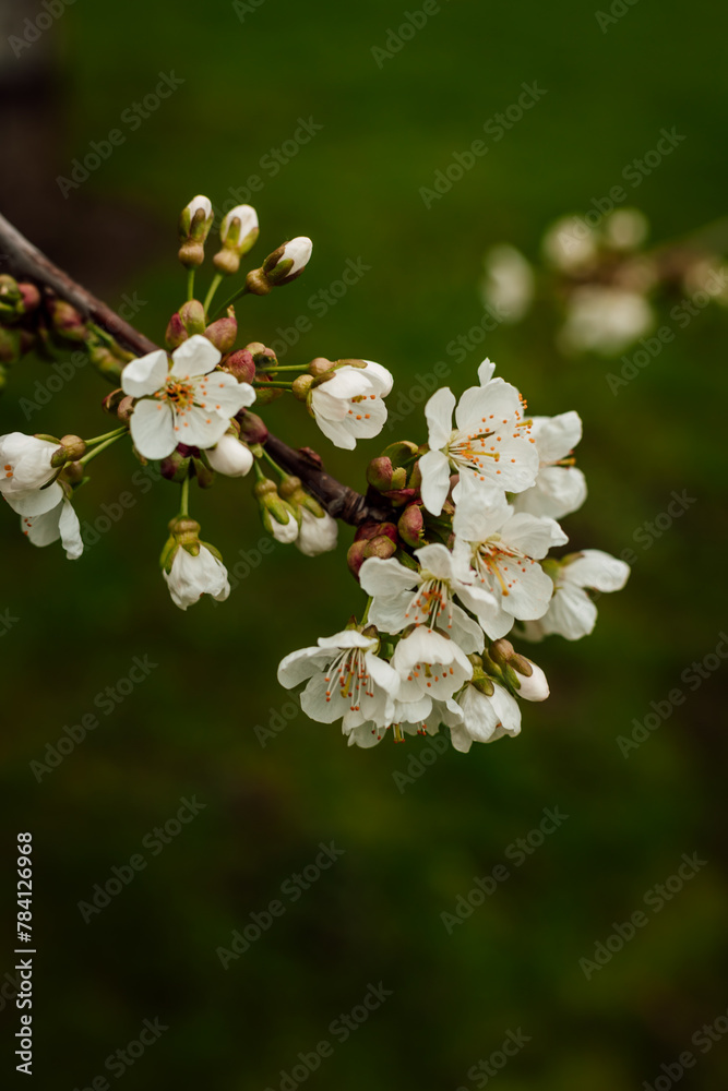 A branch of a blooming white cherry tree on the background of greenery. garden. A branch of a blooming white cherry tree on the background of greenery. garden.