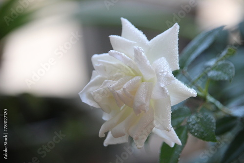 close up of white roses with a blurry background