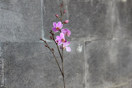 Purple Doritis orchid Flower with Nature Stone Background