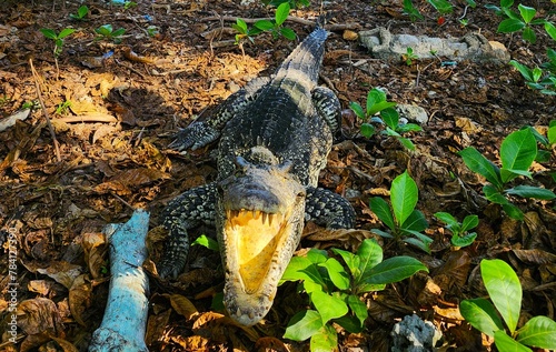 crocodile on the ground by the lake