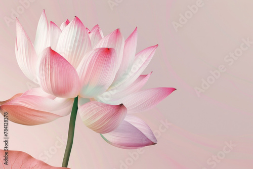 Isolated beautiful lotus © grey