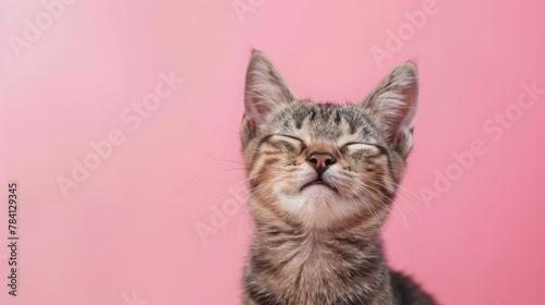 Happy smiling retriever cat blinking eye pink background studio shot © buraratn