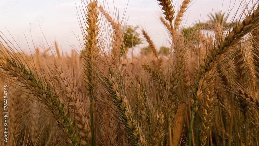 Close-up view of wheat field in village. Close-up view of wheat field in village.
