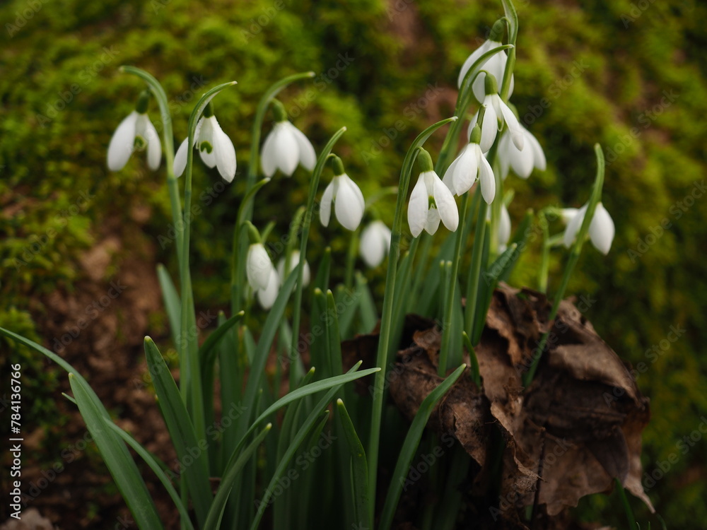 Snowdrops on the background of moss -  Szczecin Poland	