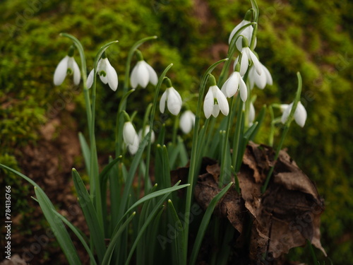 Snowdrops on the background of moss -  Szczecin Poland	