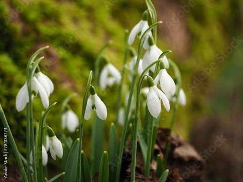 Snowdrops on the background of moss -  Szczecin Poland	