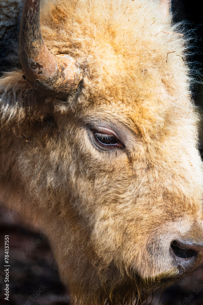 Obraz premium Rare White Bison on Safari Adventure