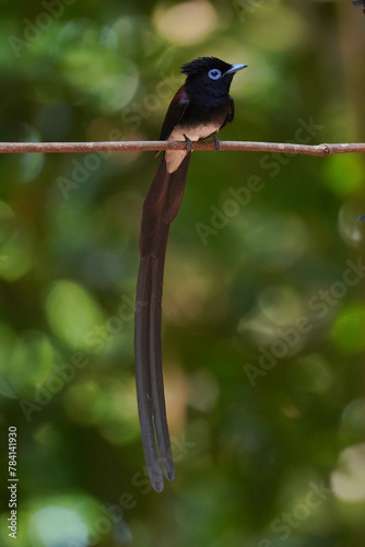 Beutifull of Black Paradise-flycatcher on the branch in Thailand