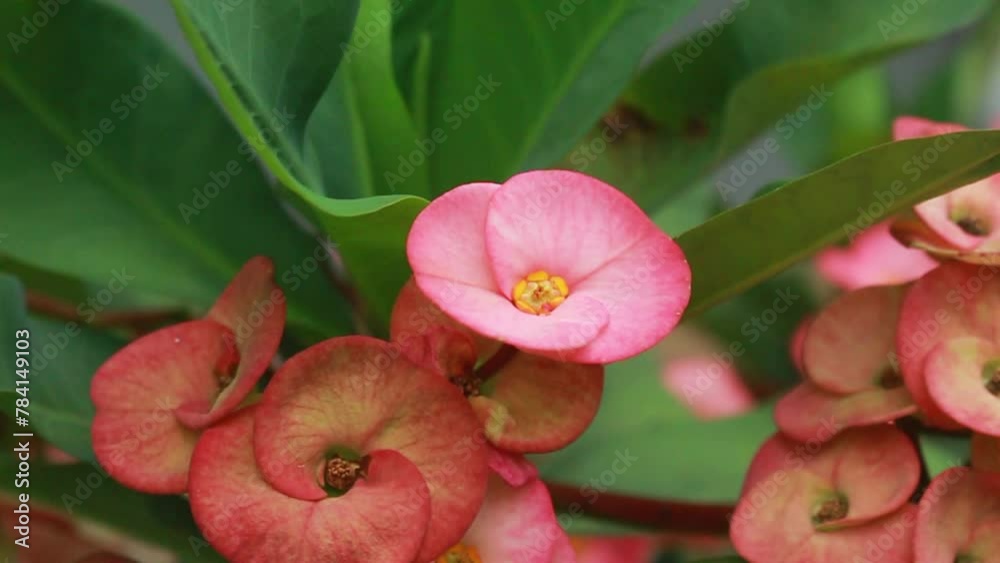 Euphorbia milii, the crown of thorns, Christ plant, or Christ thorn, is a species of flowering plant in the Spurgeon family Euphorbiaceae. Ornamental houseplant. Woody succulent subshrub or shrub. Euphorbia milii, the crown of thorns, Christ plant, or Christ thorn, is a species of flowering plant in the Spurgeon family Euphorbiaceae. Ornamental houseplant. Woody succulent subshrub or shrub.