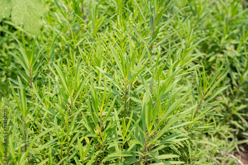 a bush of taragon that are greatly use for cooking or making a tea drink and aroma therapy a bush of taragon that are greatly use for cooking or making a tea drink and aroma therapy