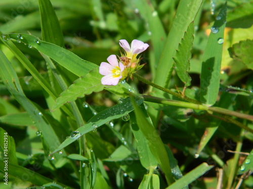 Close-up photo of a wild green plant that has beautiful flowers. Plants that grow wild in tropical nature