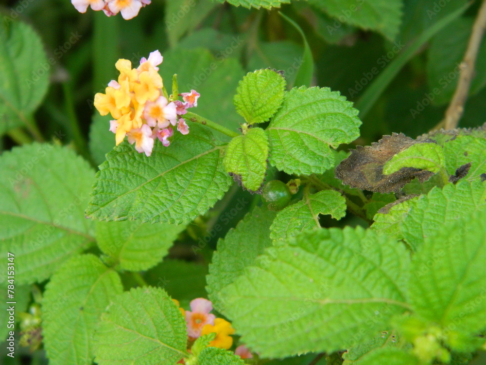 Close-up photo of a wild green plant that has beautiful flowers. Plants that grow wild in tropical nature Close-up photo of a wild green plant that has beautiful flowers. Plants that grow wild in tropical nature