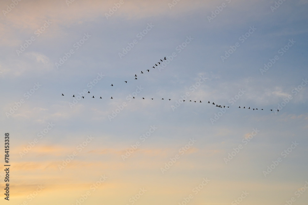 Migrating birds. Flying in a v-shape in sky
