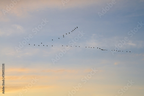 Migrating birds. Flying in a v-shape in sky