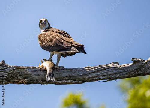 Ospry with a fish standing on a branch