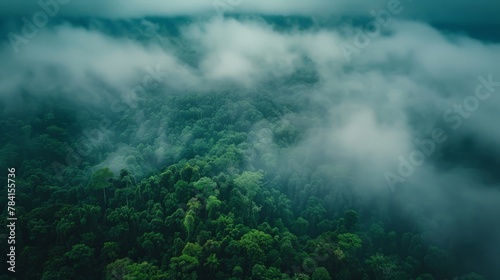 Aerial view of dark green forest with misty clouds. © chanidapa