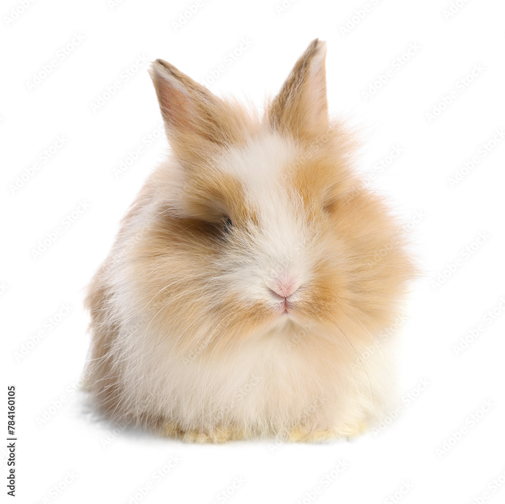 Obraz premium Cute little rabbit on white background. Adorable pet