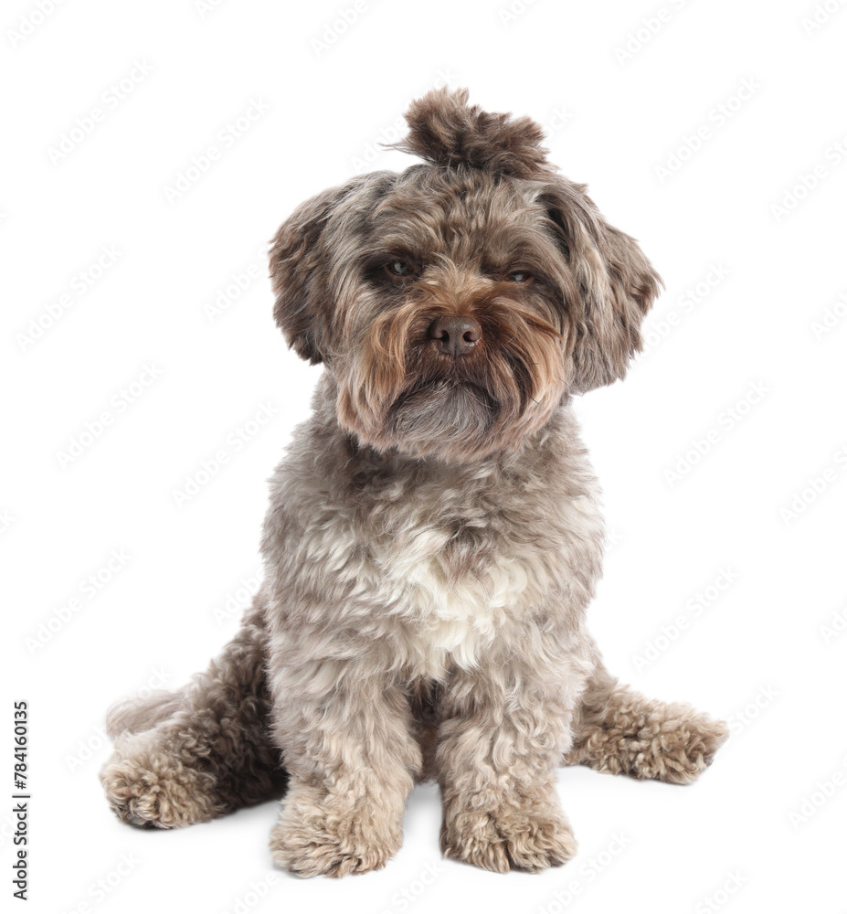 Cute Maltipoo dog on white background. Lovely pet