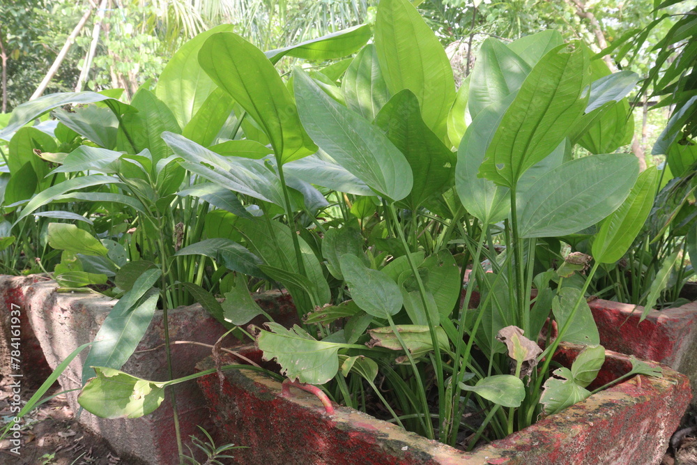 Echinodorus palifolius flower plant on farm