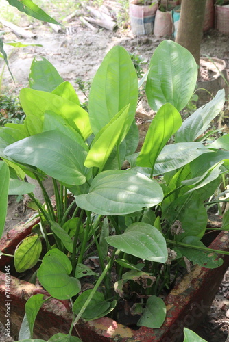 Foto Echinodorus palifolius flower plant on farm