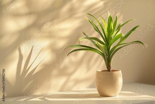 Potted plant with shadow on a sunny wall.