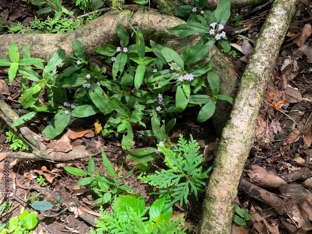Fototapeta premium beautiful flowers and plant on the ground in the garden