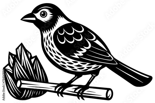 woodcutter-bird--on-white-background photo