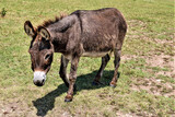 Donkey in the field at safari park.